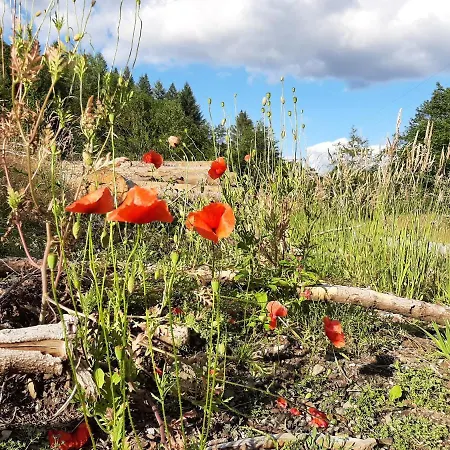 Harz Iris